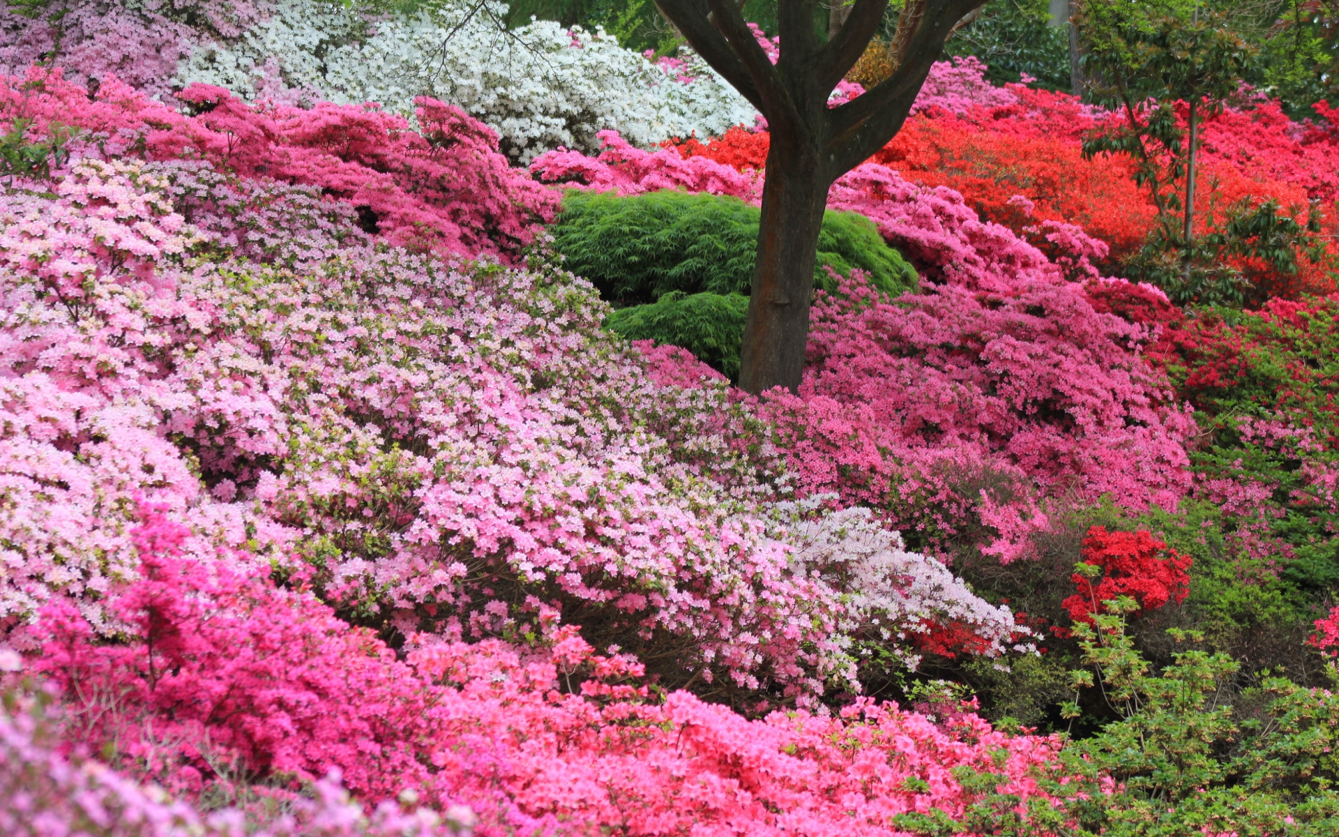 Azalea Full HD Wallpaper and Background Image | 1920x1200 | ID:507678