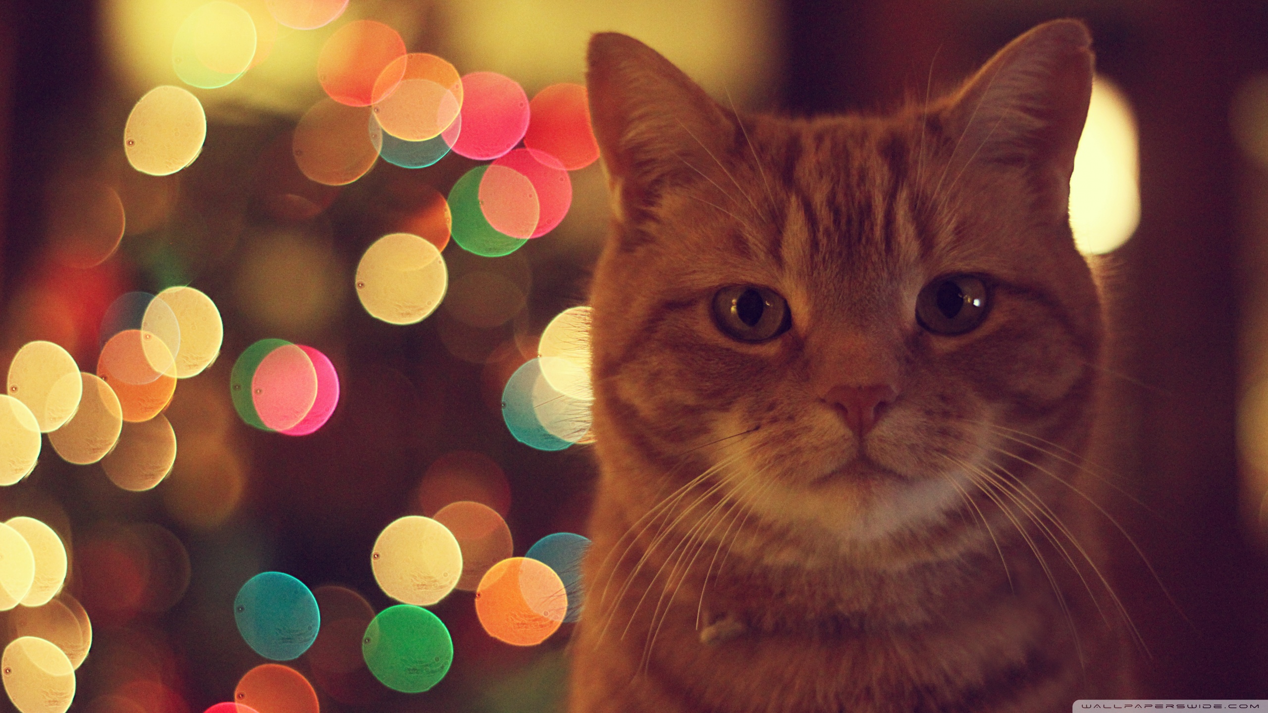 Chat Fond d'écran HD | Arrière-Plan | 2560x1440 | ID:507800 - Wallpaper ...