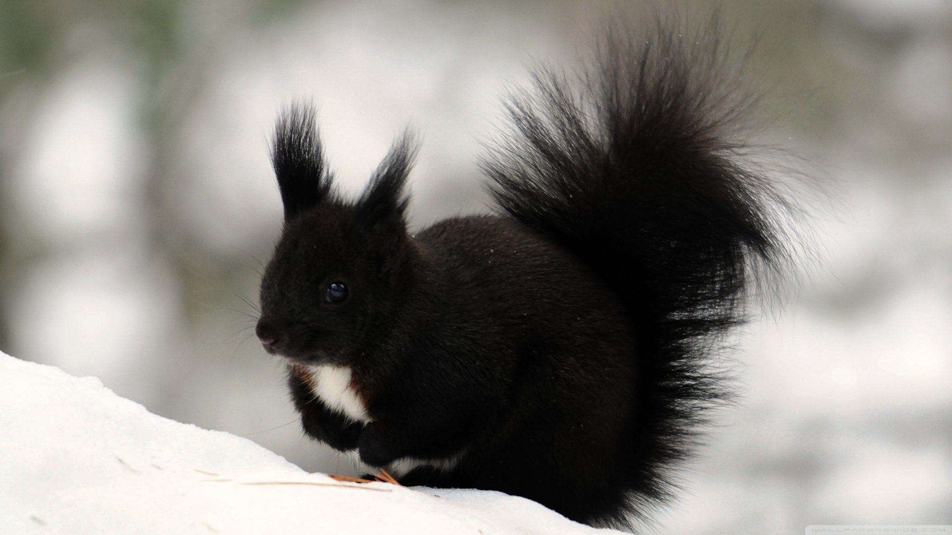 HD desktop wallpaper of a black squirrel with a fluffy tail standing on snow, set against a blurred natural background.
