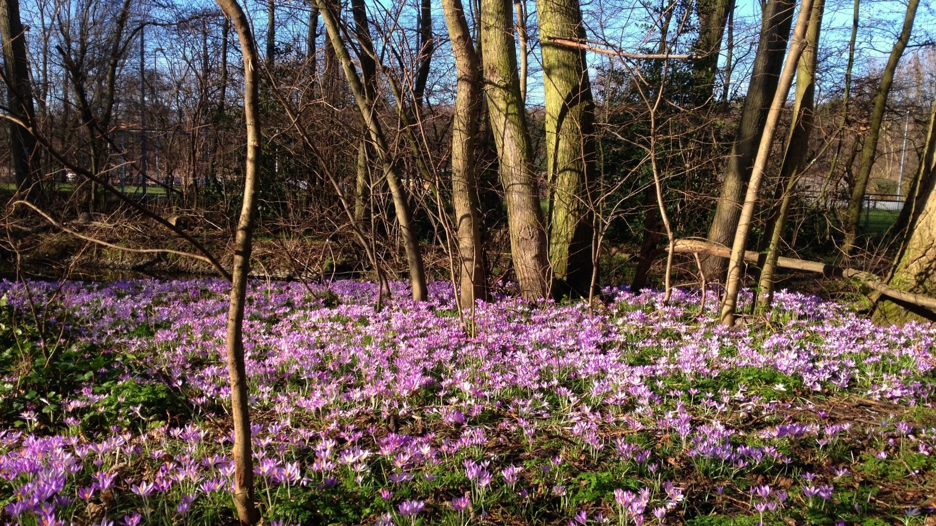 Download Nature Crocus HD Wallpaper