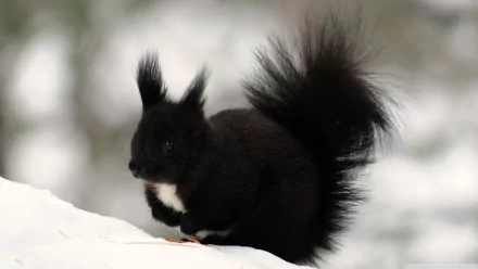HD desktop wallpaper of a black squirrel with a fluffy tail standing on snow, set against a blurred natural background.