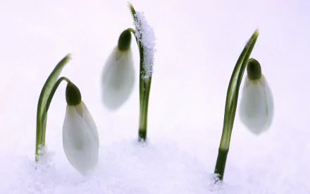 nature snowdrop HD Desktop Wallpaper | Background Image