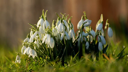 nature snowdrop HD Desktop Wallpaper | Background Image