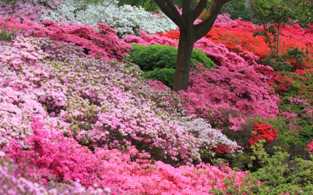 A vibrant HD PC desktop wallpaper showcasing a lush hillside covered in blooming azaleas in shades of pink, white, and red, set against a backdrop of green foliage and tree trunks.