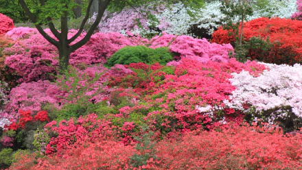 nature azalea HD Desktop Wallpaper | Background Image