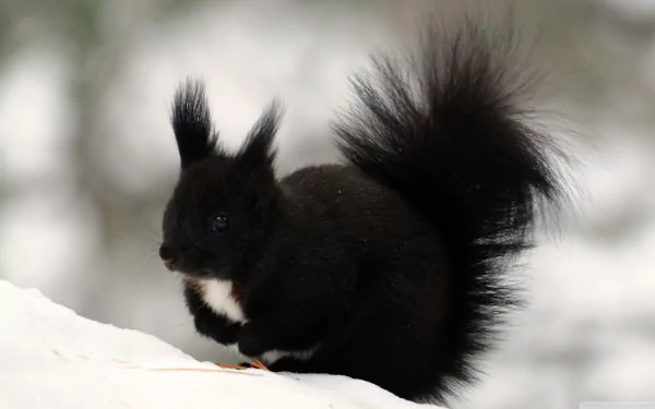 HD desktop wallpaper of a black squirrel with a fluffy tail standing on snow, set against a blurred natural background.