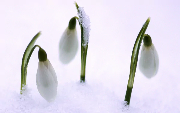 HD nature desktop wallpaper showcasing delicate snowdrop flowers emerging through pristine white snow.