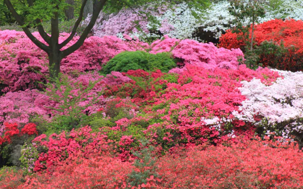 nature azalea HD Desktop Wallpaper | Background Image