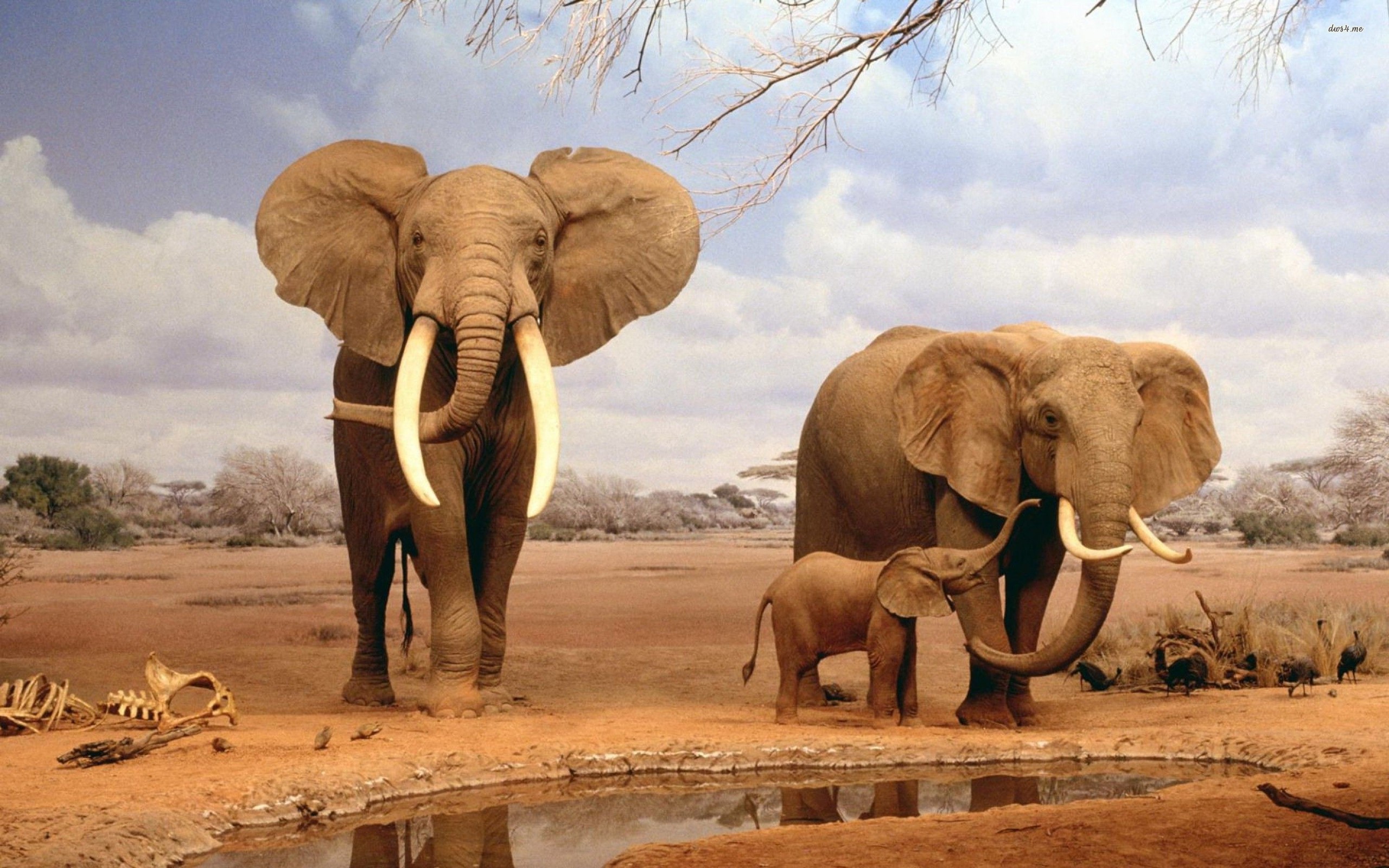 Elephant HD Wallpaper | Background Image | 2560x1600