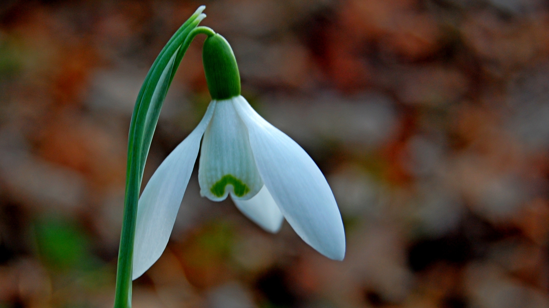 Schneeglöckchen HD Wallpaper Hintergrund 1920x1080 ID508446