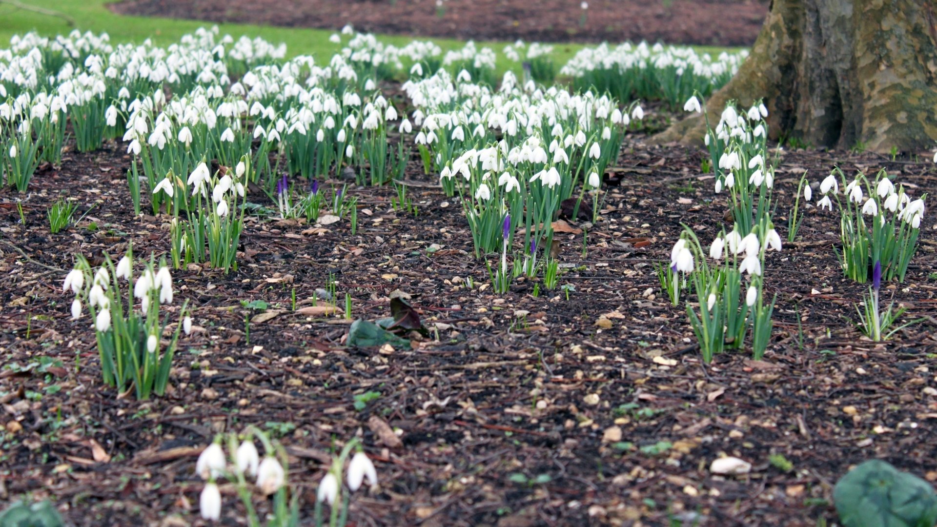 Download Nature Snowdrop HD Wallpaper