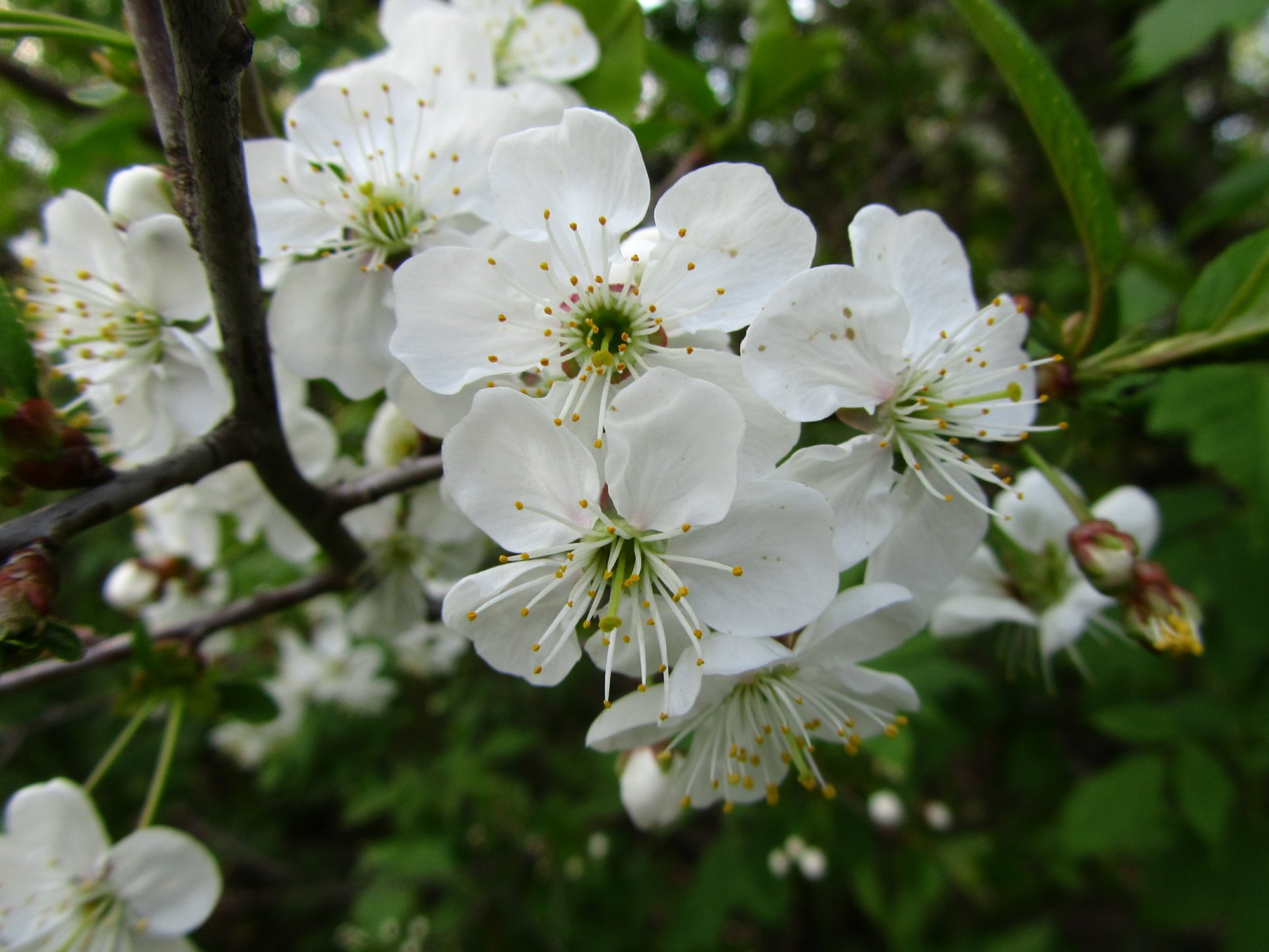 Download Nature Flower 4k Ultra HD Wallpaper by Vergilius