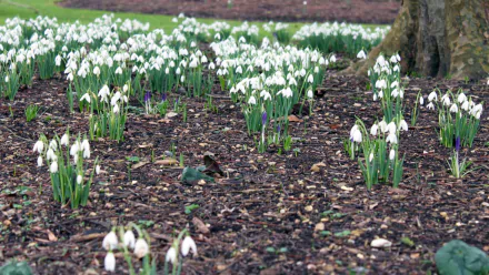 nature snowdrop HD Desktop Wallpaper | Background Image