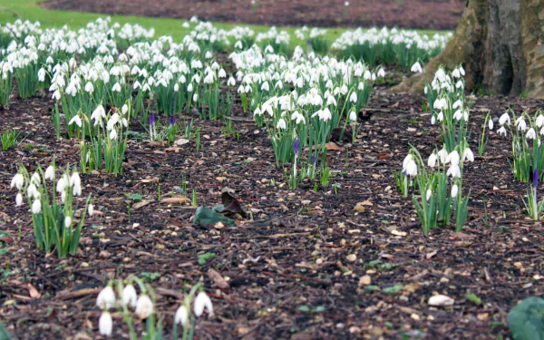 nature snowdrop HD Desktop Wallpaper | Background Image