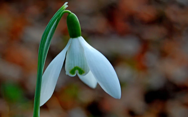 nature snowdrop HD Desktop Wallpaper | Background Image