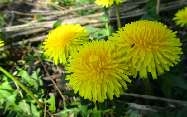 flower weed nature dandelion HD Desktop Wallpaper | Background Image
