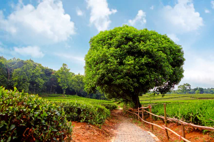 A scenic HD desktop wallpaper featuring a lush green field in spring, with a path bordered by a wooden fence leading to a large tree, set against a bright blue sky with scattered clouds.
