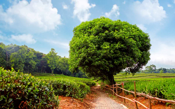A scenic HD desktop wallpaper featuring a lush green field in spring, with a path bordered by a wooden fence leading to a large tree, set against a bright blue sky with scattered clouds.