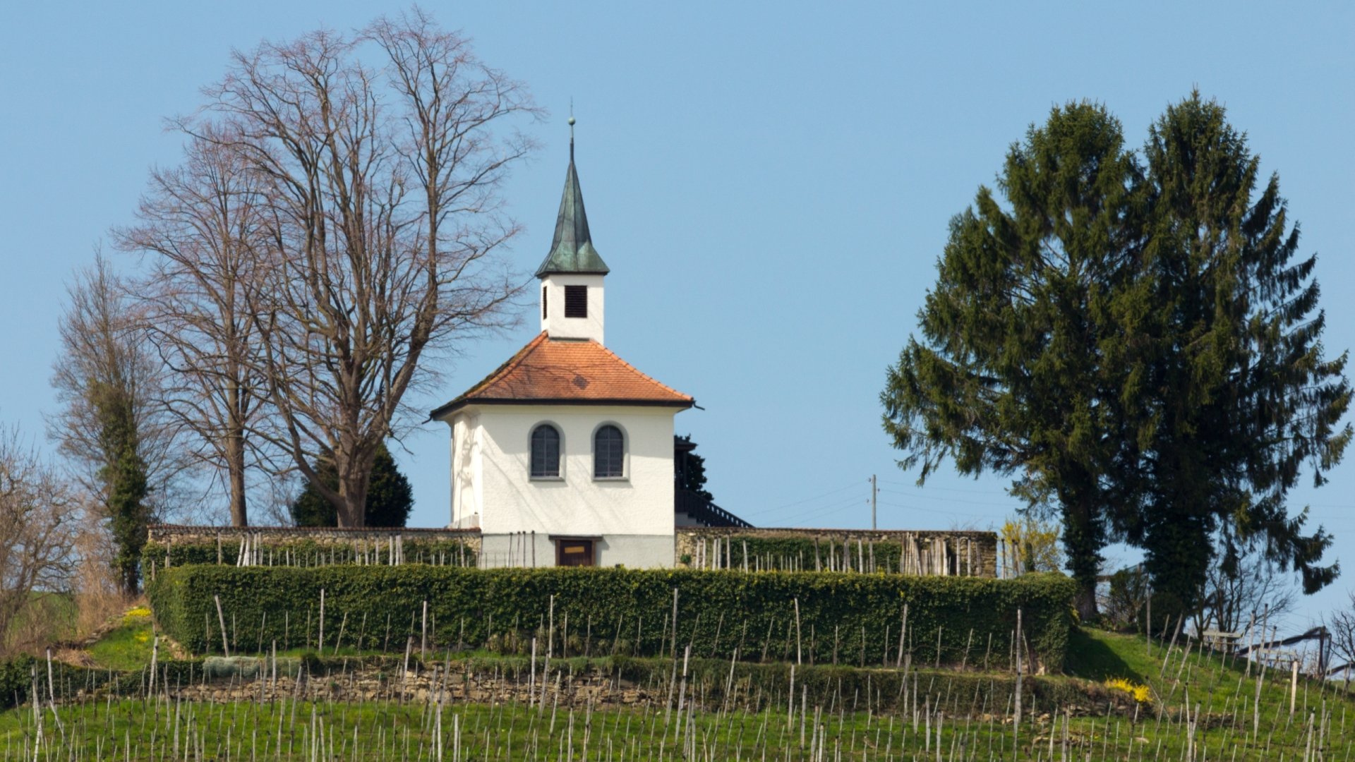 House And Vineyard   Thumb 1920 510181 