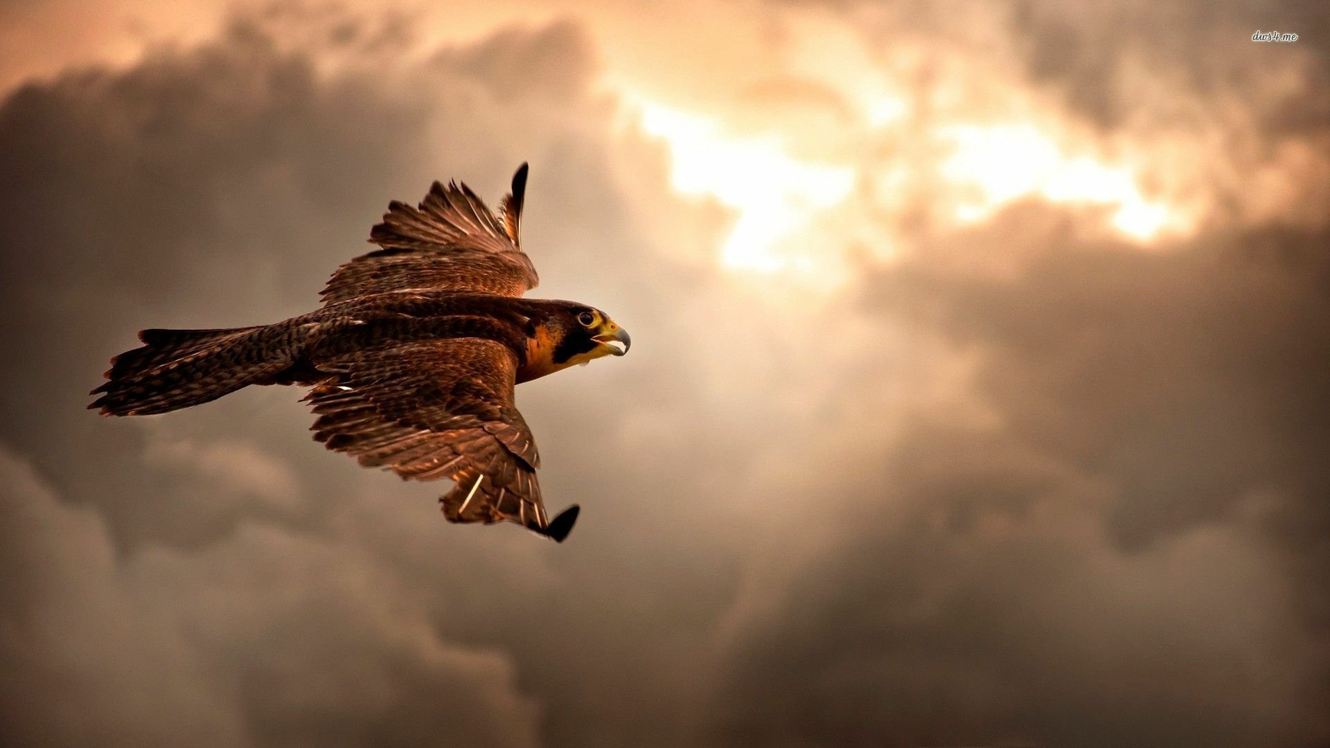 hawk Full HD Wallpaper and Background Image 1920x1080 ID510617