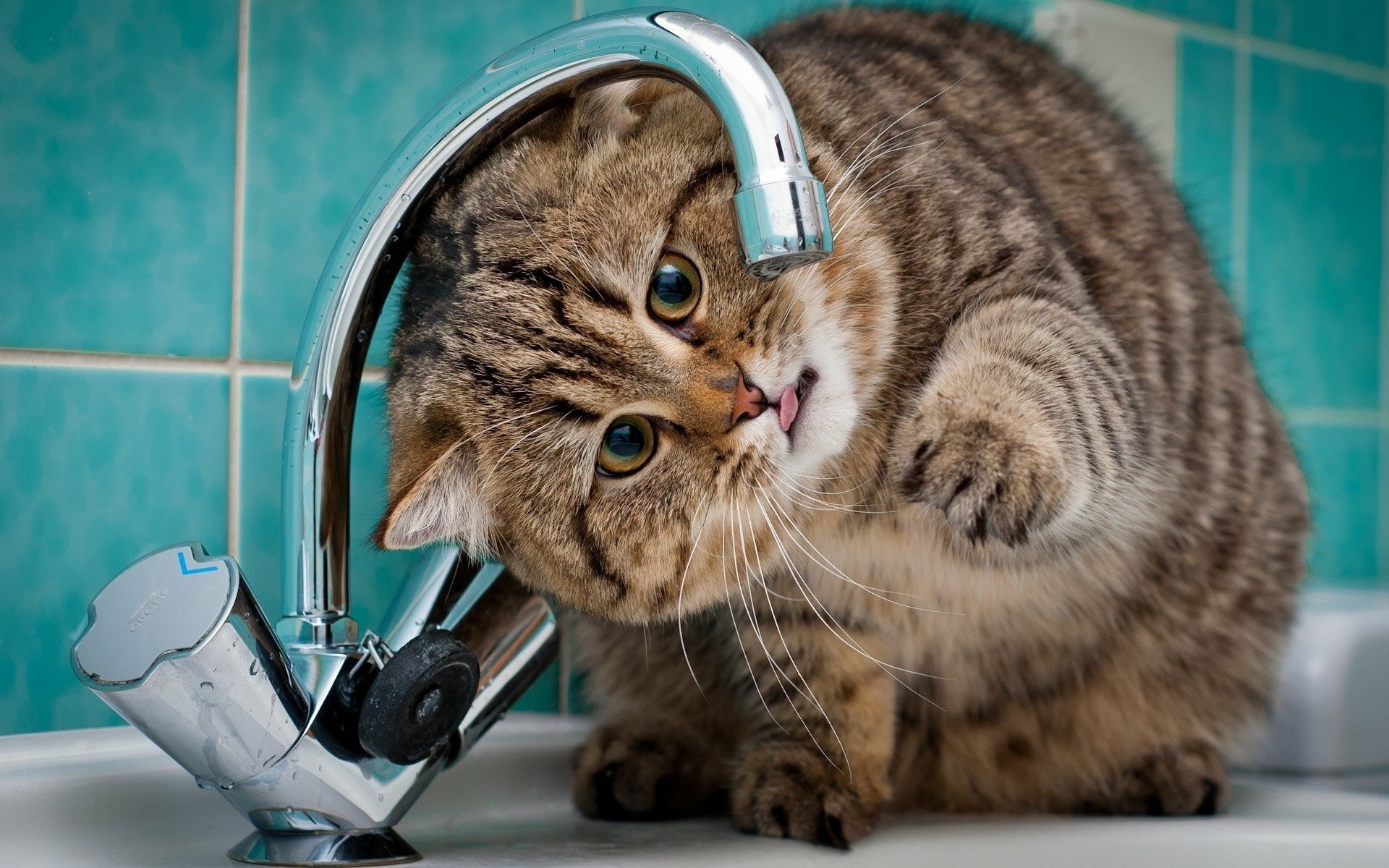 A playful cat curiously investigates a kitchen faucet, set against a vibrant turquoise tiled background. This HD image makes an engaging desktop wallpaper.