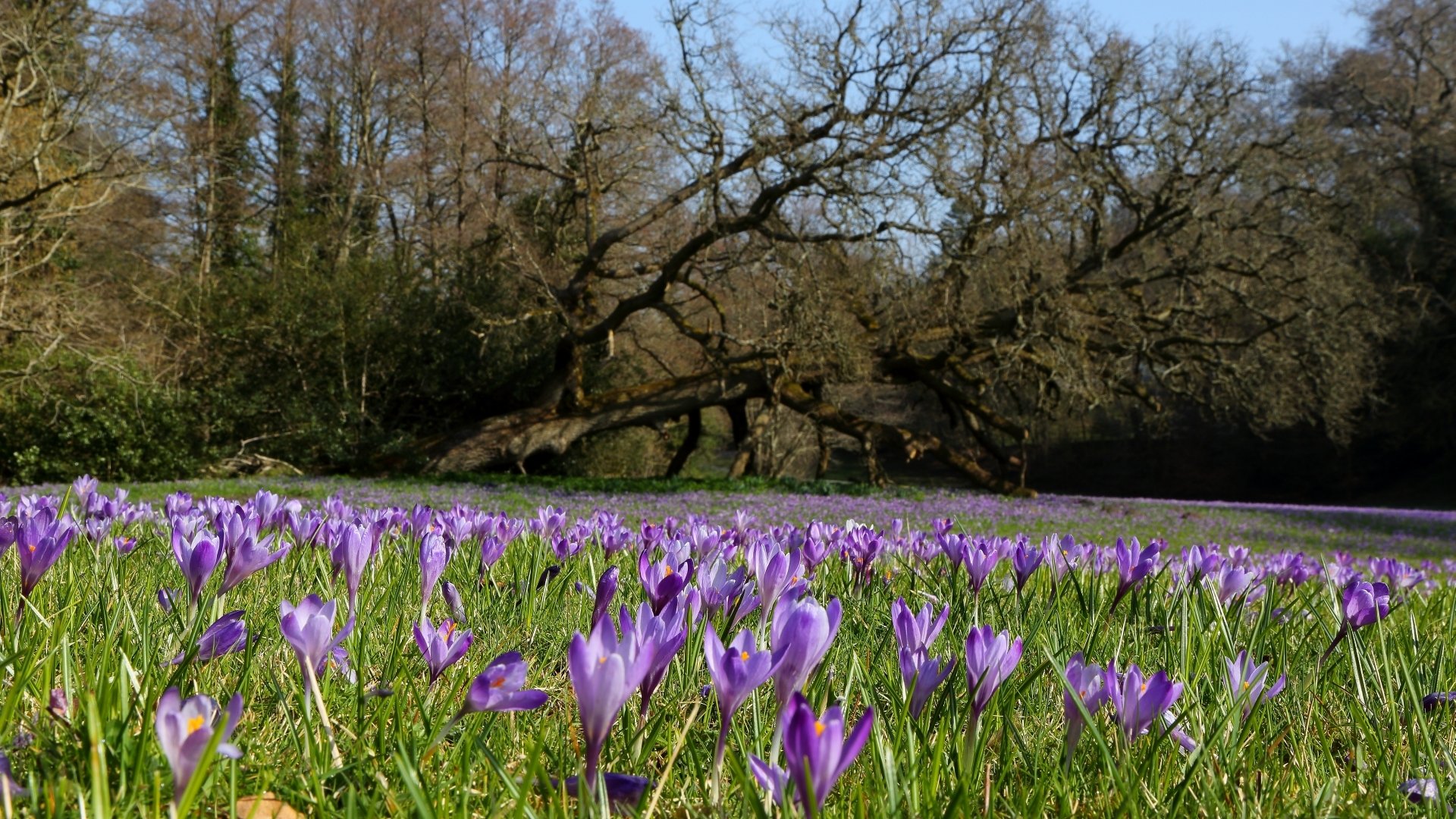 Download Nature Crocus HD Wallpaper