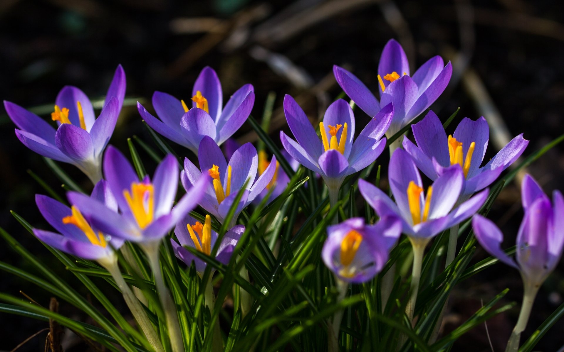 Download Nature Crocus HD Wallpaper