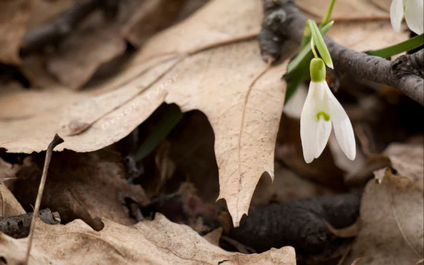 nature snowdrop HD Desktop Wallpaper | Background Image