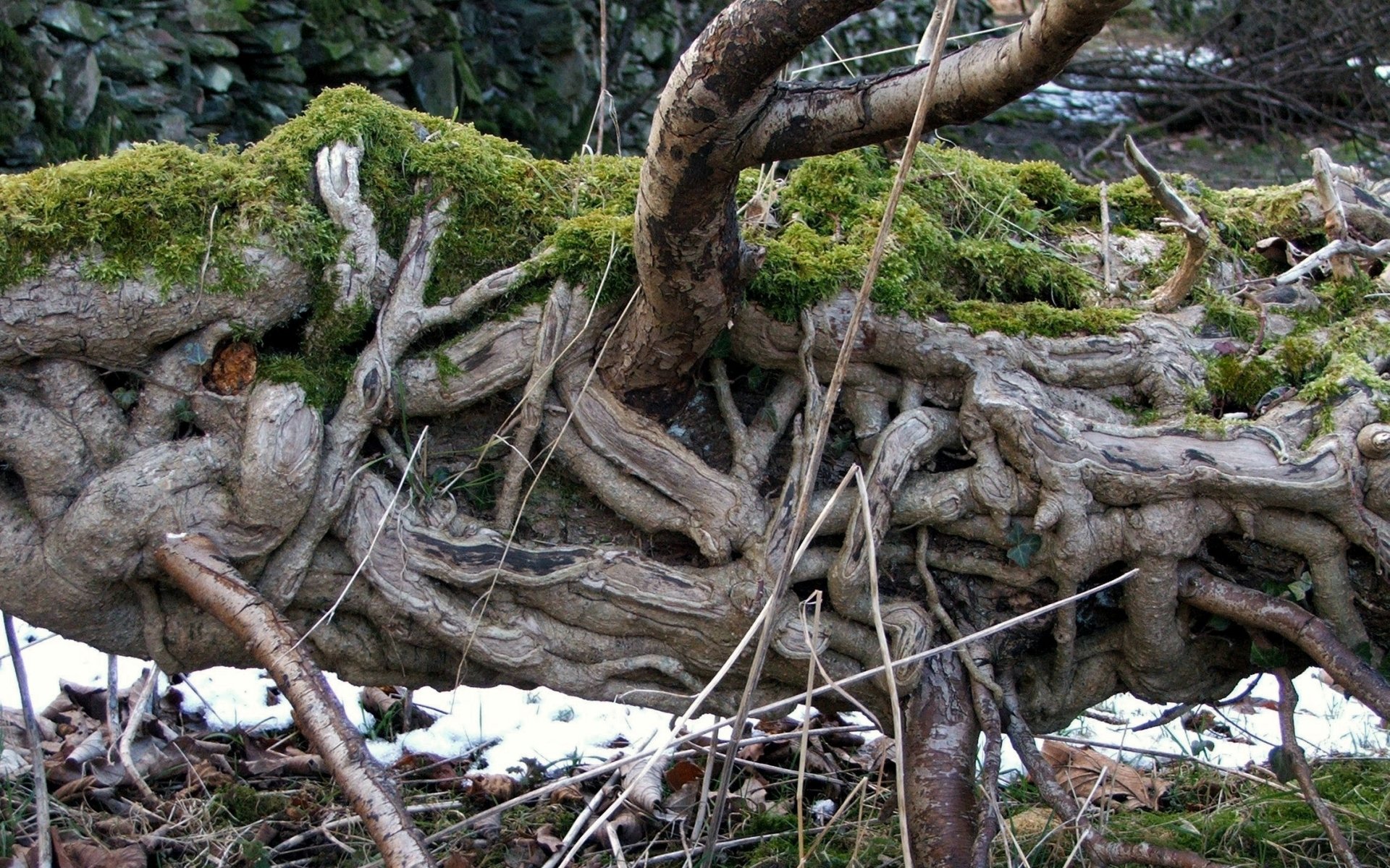 Download Nature Twisted Tree HD Wallpaper