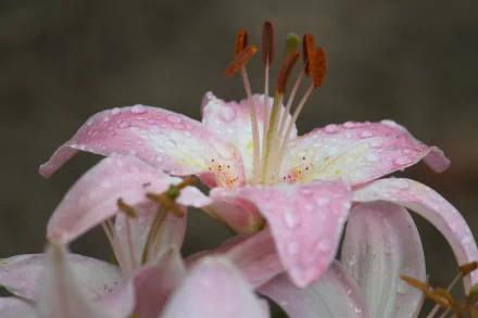 HD PC desktop wallpaper and background: close-up pink lily flower with water droplets, soft nature bokeh.