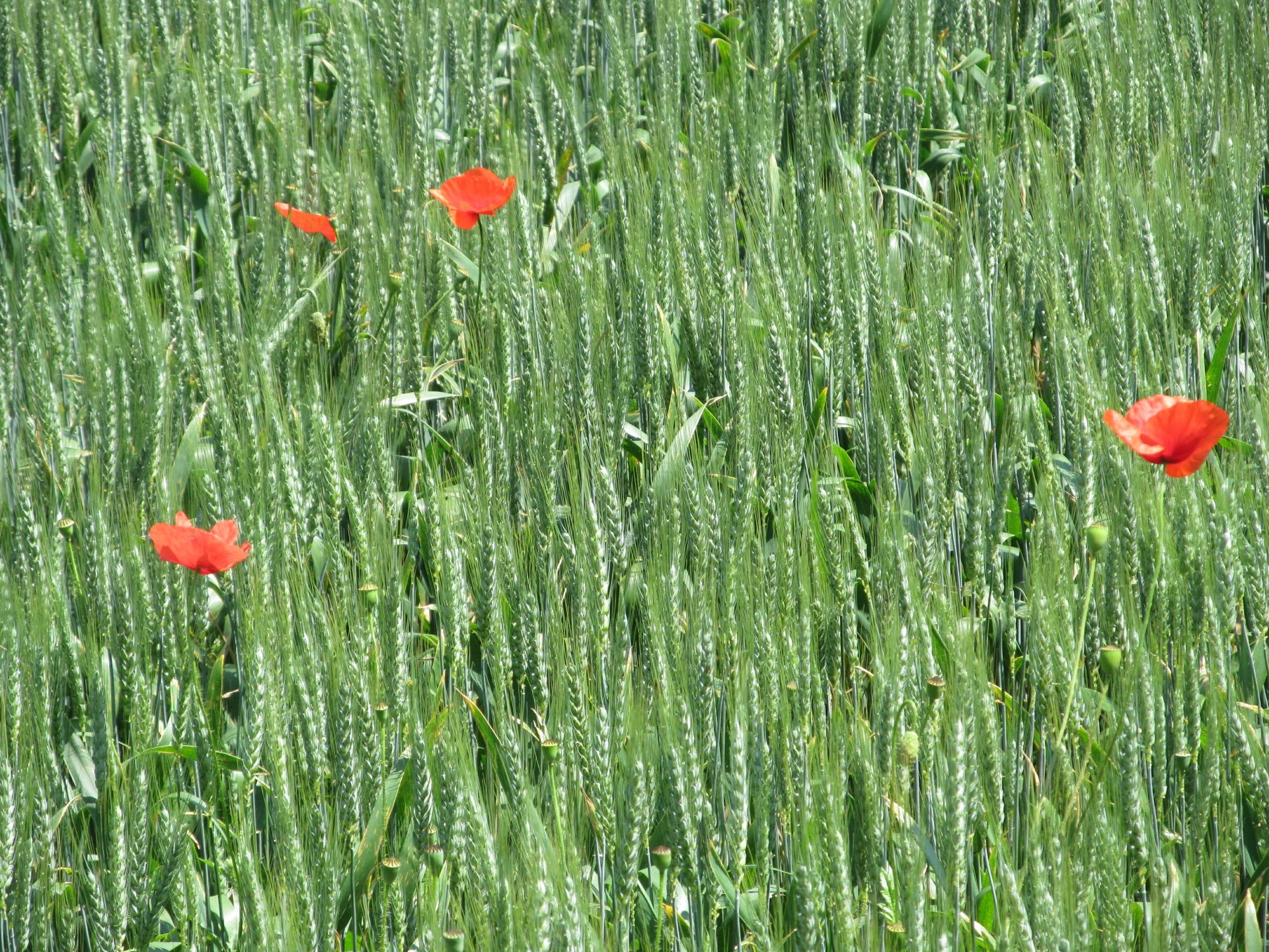 flower by AlphaSystem