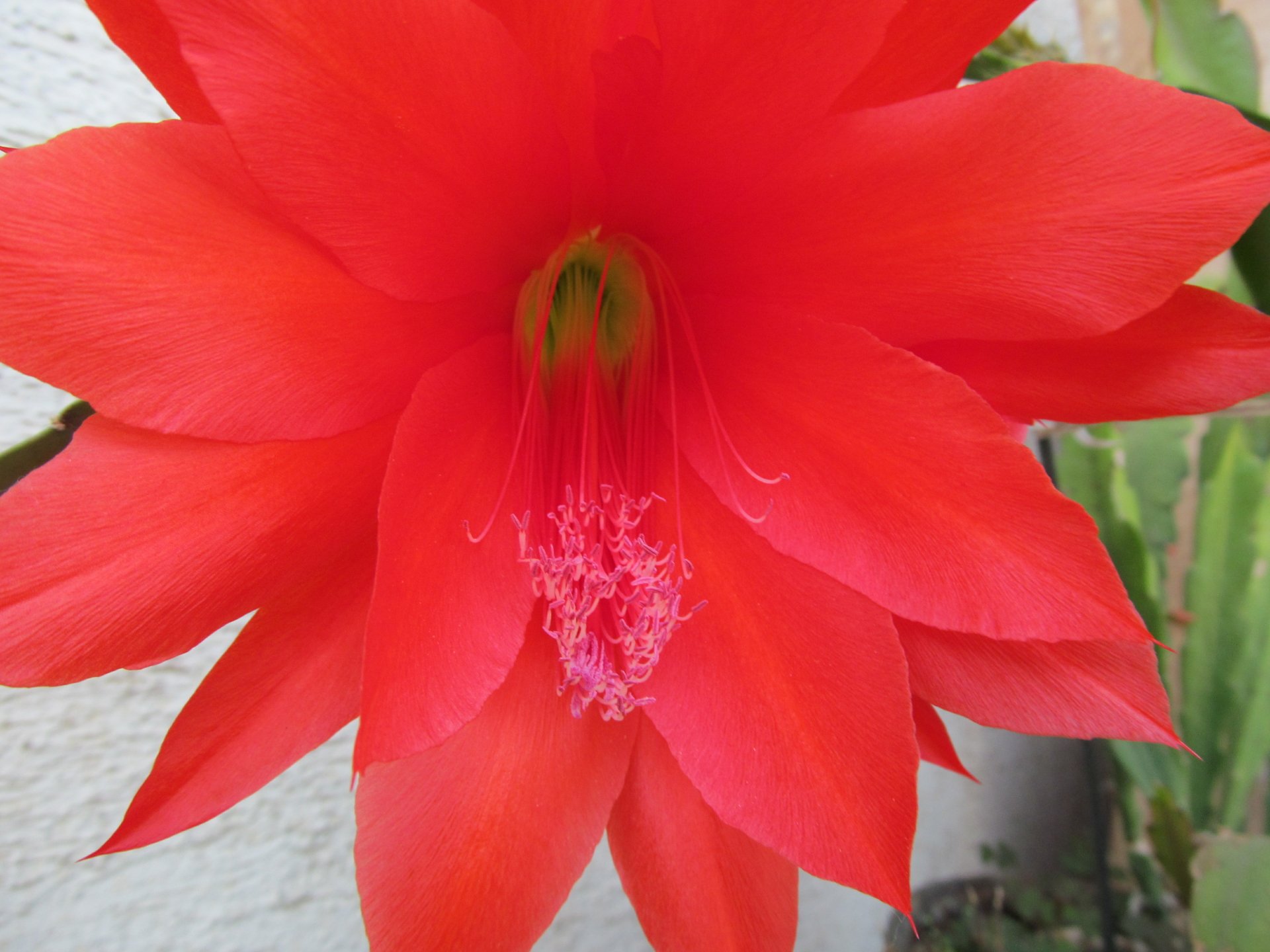 flower by AlphaSystem