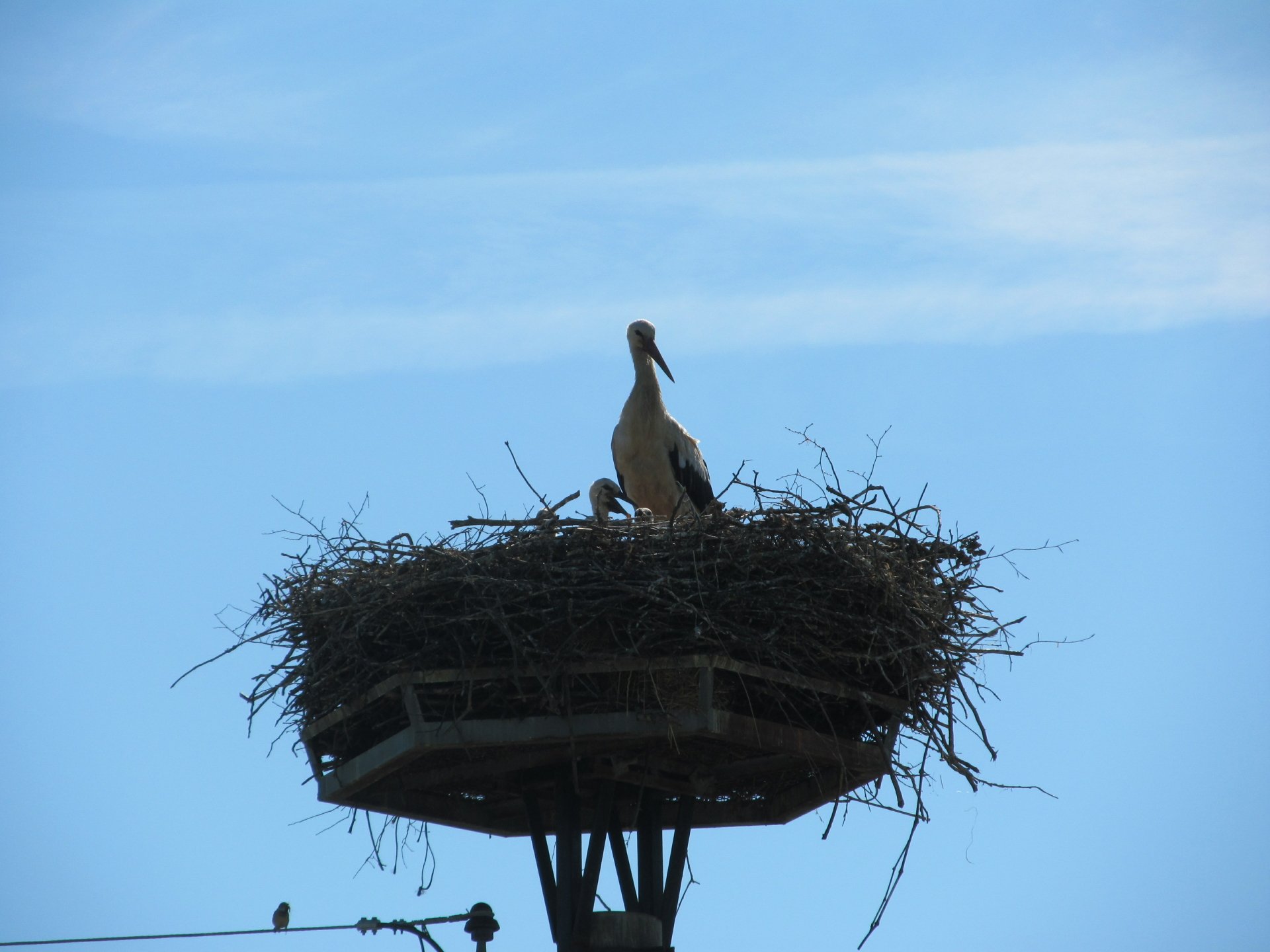 Download Animal White Stork 4k Ultra HD Wallpaper