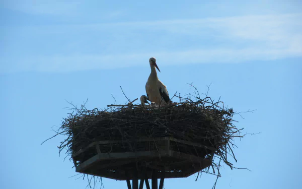 Animal White stork HD Desktop Wallpaper | Background Image