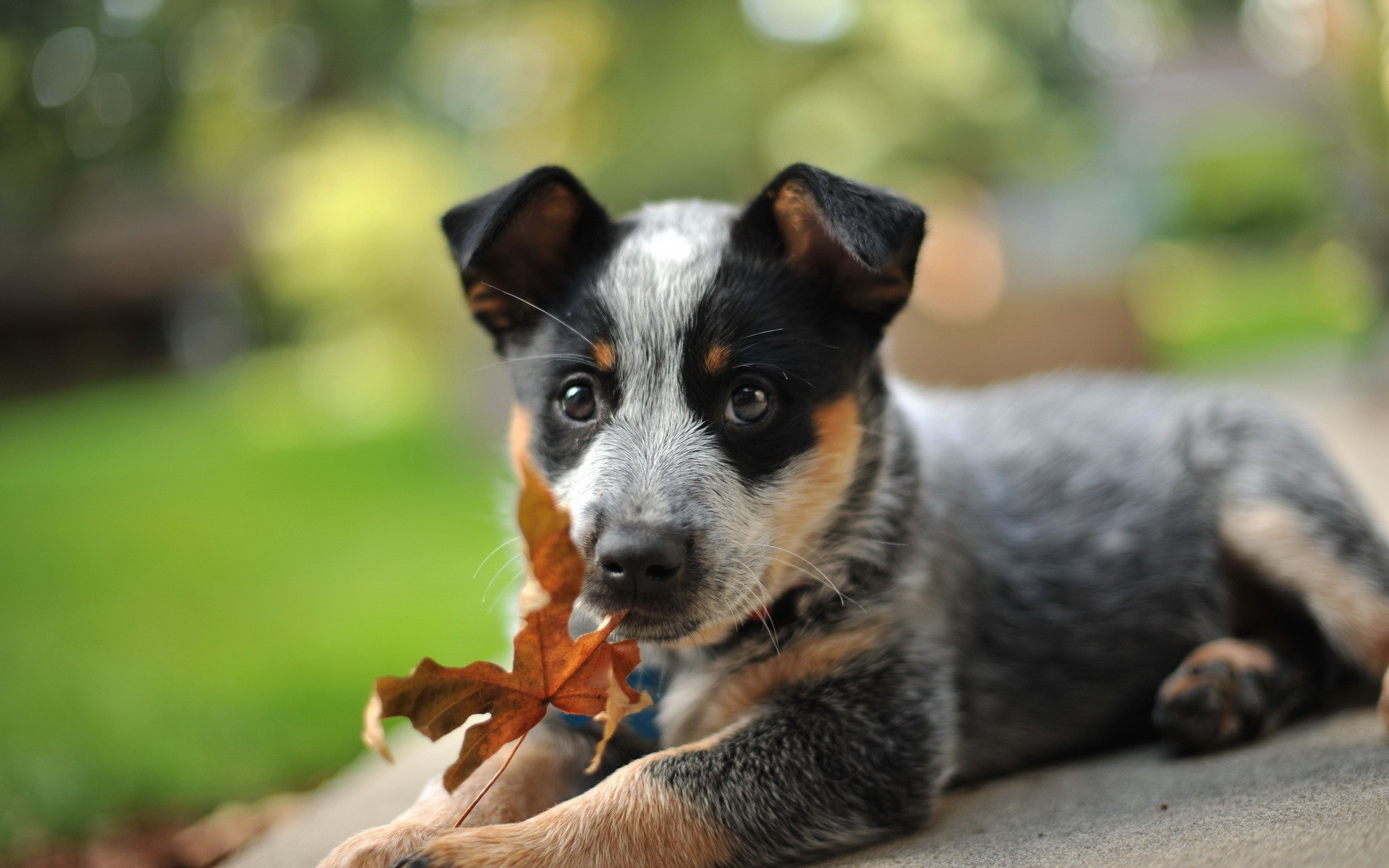 Animal Australian Cattle Dog HD Wallpaper | Background Image