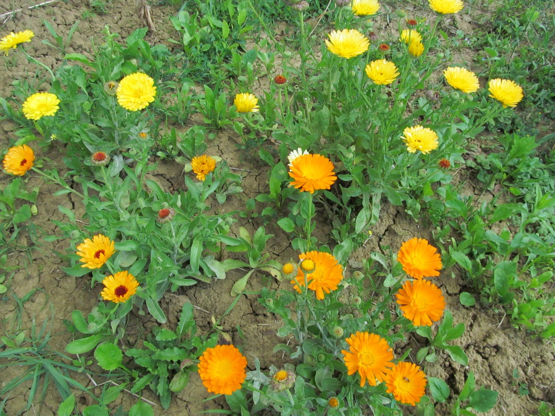 flower by AlphaSystem