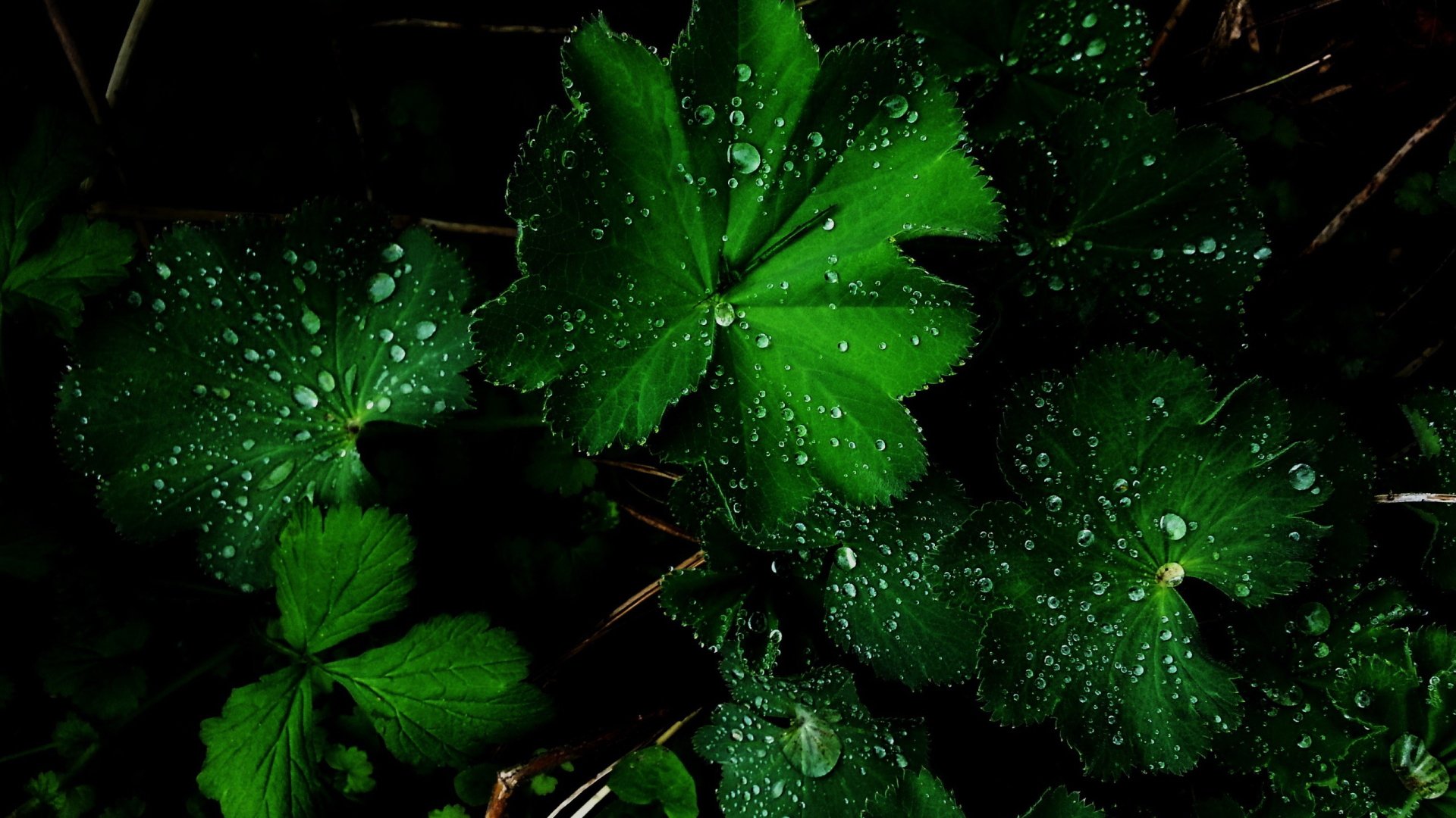 Download Nature Water Drop HD Wallpaper
