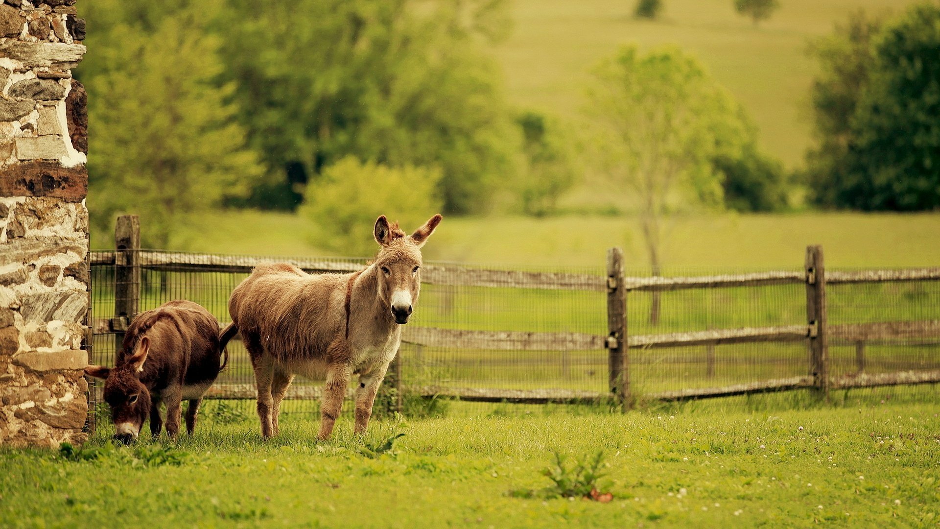 Download Poitou Donkey Animal M.U.L.E. HD Wallpaper
