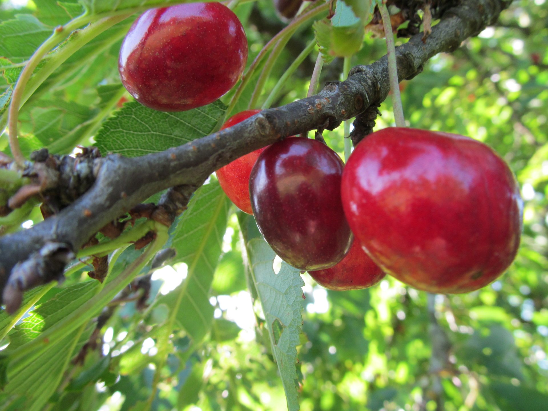 Close-up of ripe cherries hanging from a tree branch, captured in vibrant detail as a 4K Ultra HD PC desktop wallpaper and background.