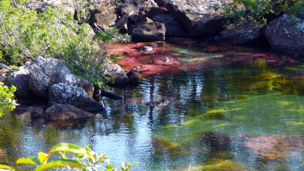 HD PC wallpaper showcasing the vibrant colors of Caño Cristales river surrounded by rocks and lush greenery in a serene natural setting.