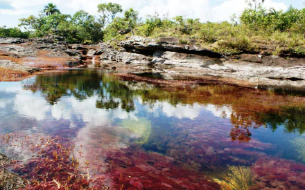 nature Caño Cristales HD Desktop Wallpaper | Background Image
