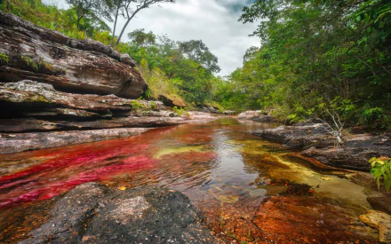 nature Caño Cristales HD Desktop Wallpaper | Background Image