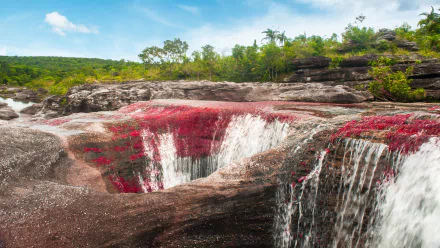 nature Caño Cristales HD Desktop Wallpaper | Background Image
