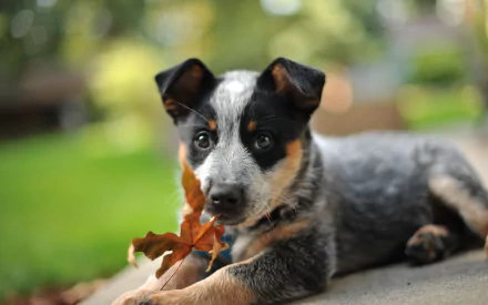 HD desktop wallpaper of an Australian Cattle Dog puppy lying down with autumn leaves, set against a soft bokeh background.
