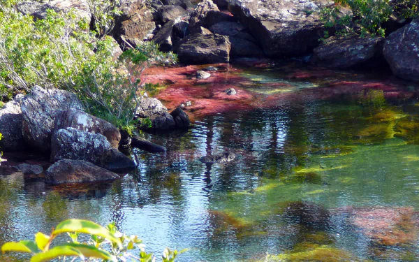 HD PC wallpaper showcasing the vibrant colors of Caño Cristales river surrounded by rocks and lush greenery in a serene natural setting.
