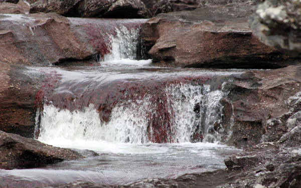 nature Caño Cristales HD Desktop Wallpaper | Background Image