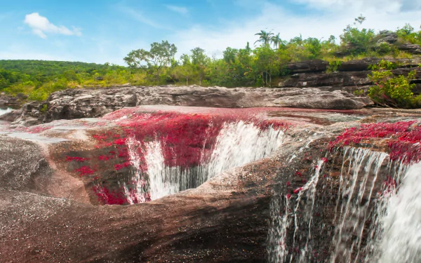 nature Caño Cristales HD Desktop Wallpaper | Background Image
