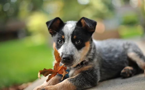 HD desktop wallpaper of an Australian Cattle Dog puppy lying down with autumn leaves, set against a soft bokeh background.