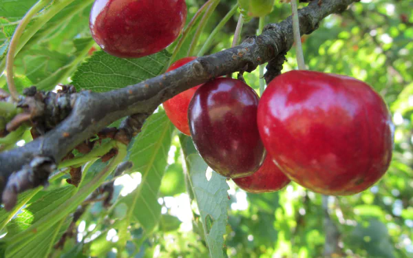 Close-up of ripe cherries hanging from a tree branch, captured in vibrant detail as a 4K Ultra HD PC desktop wallpaper and background.