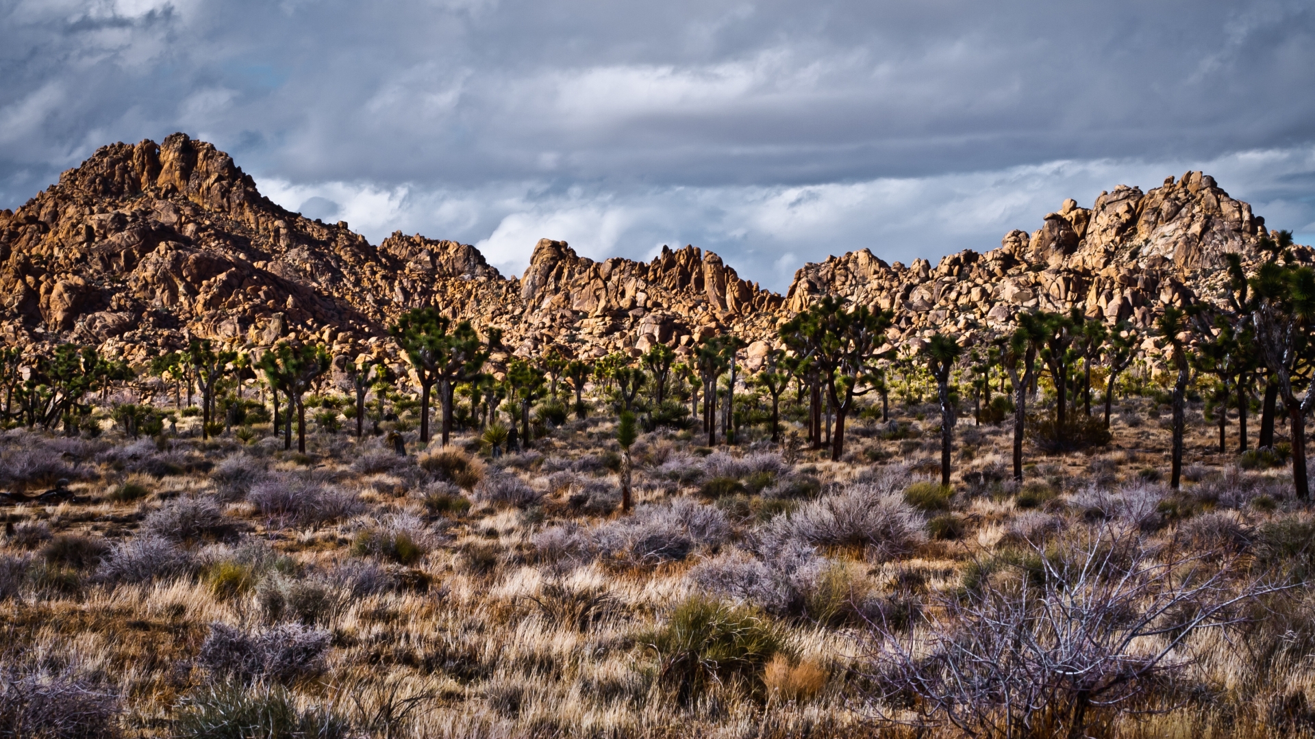 Joshua Tree National Park Hd Wallpaper Background Image 1920x1080